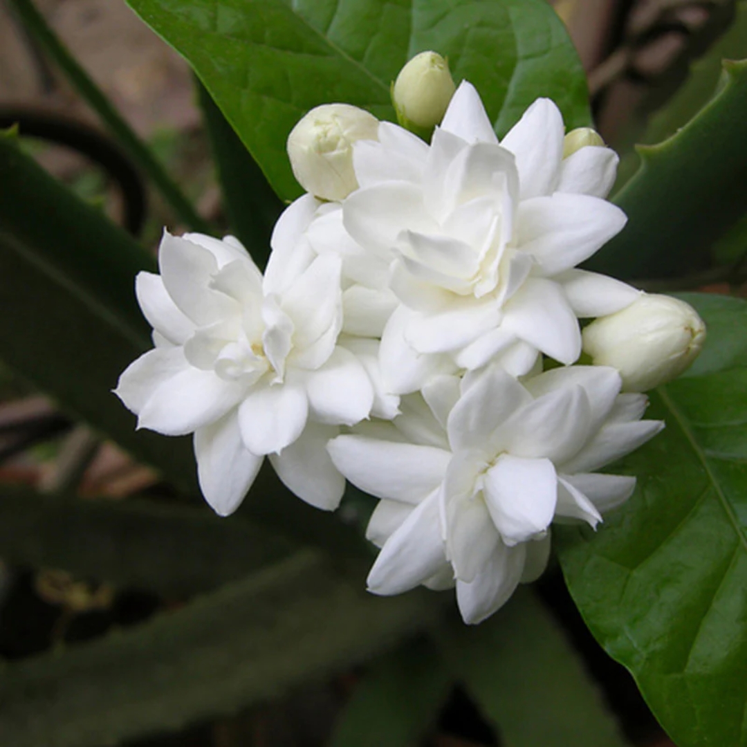 Mogra Agarbatti Fragrance Manufacturer and Supplier in Delhi