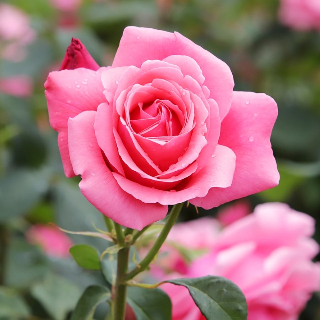 Romance Type Fragrance Manufacturer and Supplier in Delhi